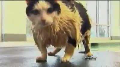 to stop laughing at a swimming cat