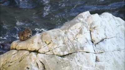 Apareció un gato montés acompañado de un lobito marino en Puerto Madryn