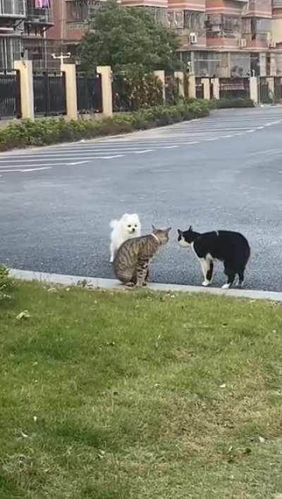 Dog trying to make new friends!