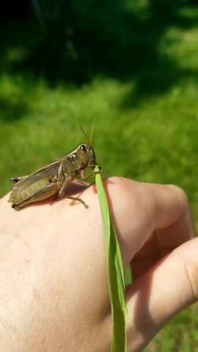 Grasshopper friend having a snack on my hand