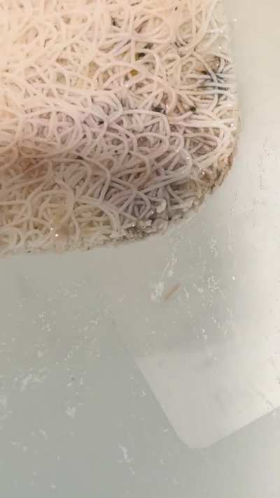 HELP!! Bugs and larva in bathroom