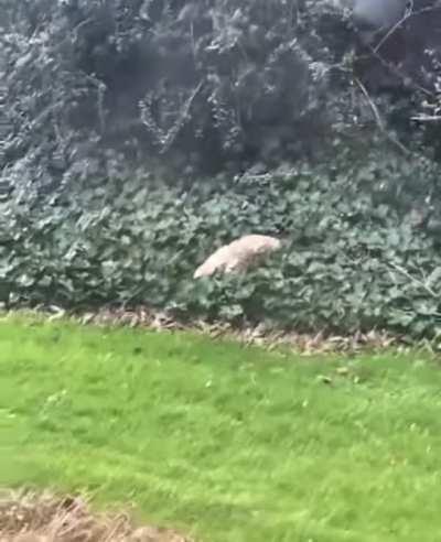 Cats Natures Most Elite Hunter