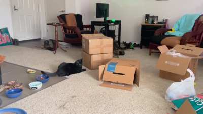 Throwback to Cosmo and Morph meeting each other and trying to be friends 😹