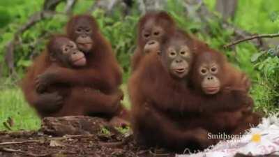 Monke learns the dangers of snek