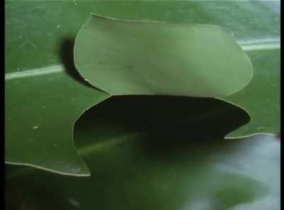 Caterpillar creates place to hide so predators can't kill while it eats