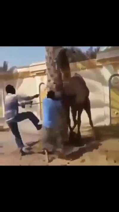 Bolu de Mulango 😋