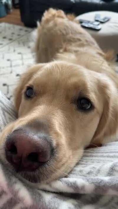 Anyone else’s golden make this squeaky whining noise when they want attention? Sound on 😂