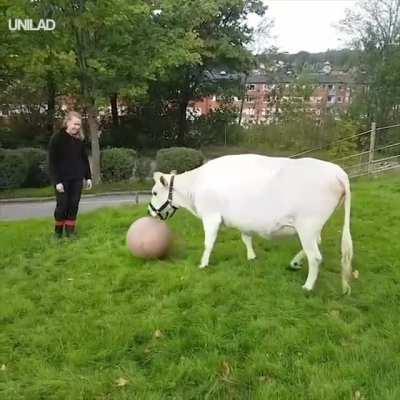 Cow play fetch just like a Dog
