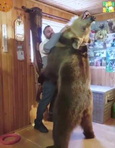 Bear hugs owner