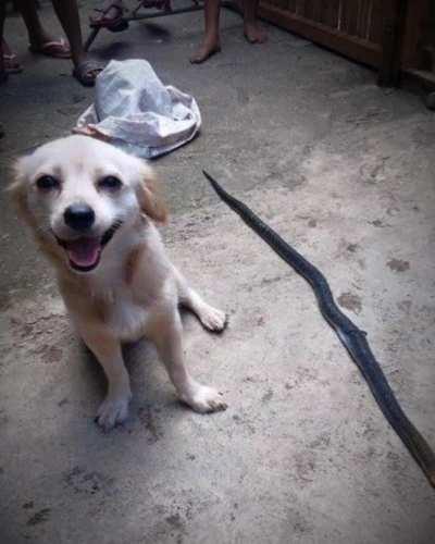 Dog bites poisonous snake to save his owner and smiles innocently before dying.