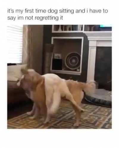 Making dogsitting fun