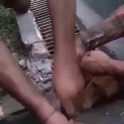 Homens prendendo cachorro no boeiro. Onde a humanidade chegou?