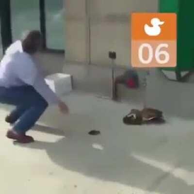 Evil human abandons 11 Ducklings on a roof