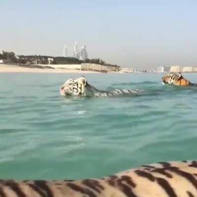 Couples of big boys enjoying the sea