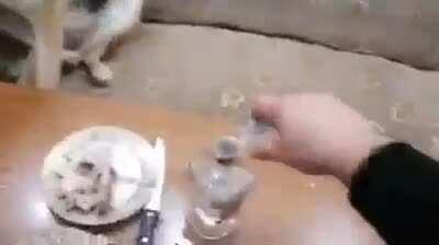 Mолодец собака