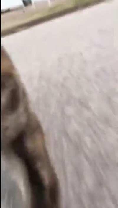 Dog takes phone and runs away with it