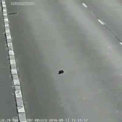 Confused puppy gets saved from fast moving traffic