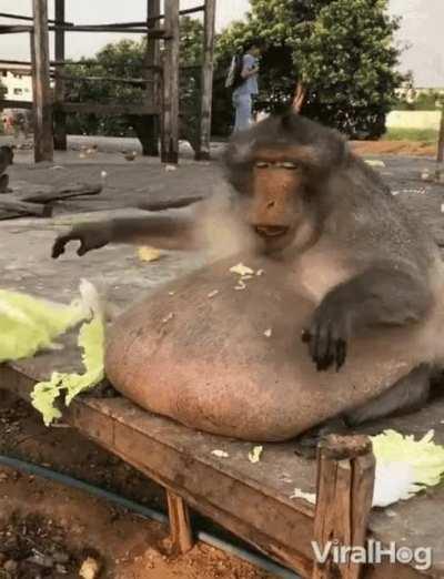 Lettuce Eating Monkey