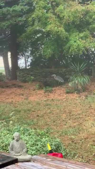 Blue heron stalking my frog pond.