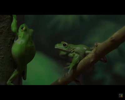 My favourite clip from Tierzoo videos