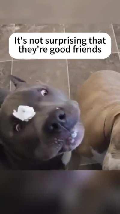 The fatal hidden violence of whipped cream 