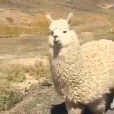 Heres a chonky alpaca