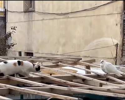 Cat in hunting mode.