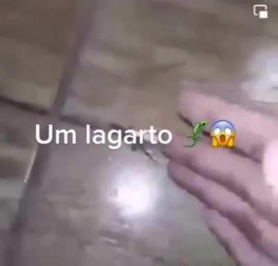 Um lagarto