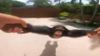 Jaja mono girando pero en alta calidad