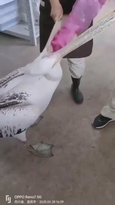 Some monsters force feeding a pelican with baby rabbits