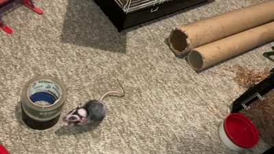 My smol rat Chickpea is learning to play basketball - pt 2!