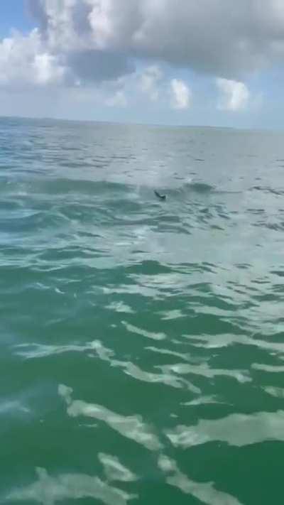 🔥 Dolphin launches fish for Seabird to catch it in mid-air