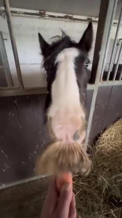 Dieses mutierte Kackpferd ist nochmal eine ganz andere Klasse von widerwärtig