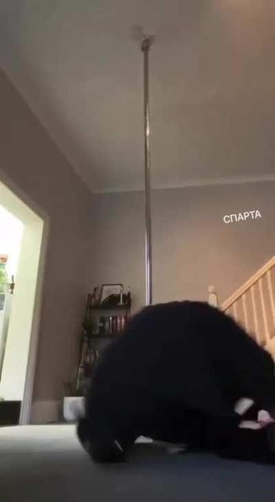 HMC while I try getting to the stripper pole