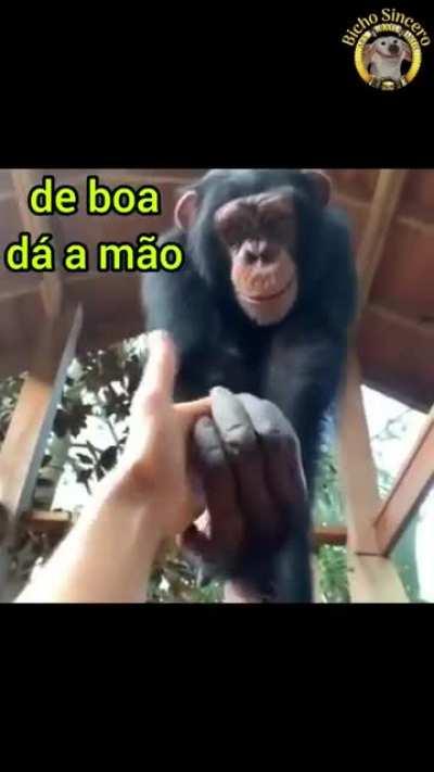 O real melhor amigo do homem