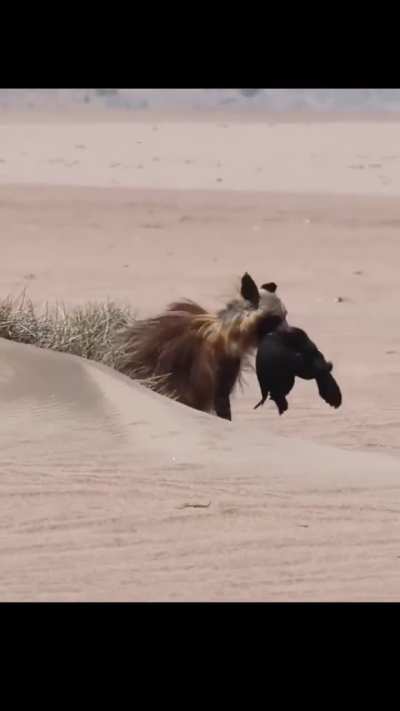 A plucky and slightly mangy black-backed jackal annoys and disputes a Cape fur seal pup meal with a much bigger, stronger brown hyena