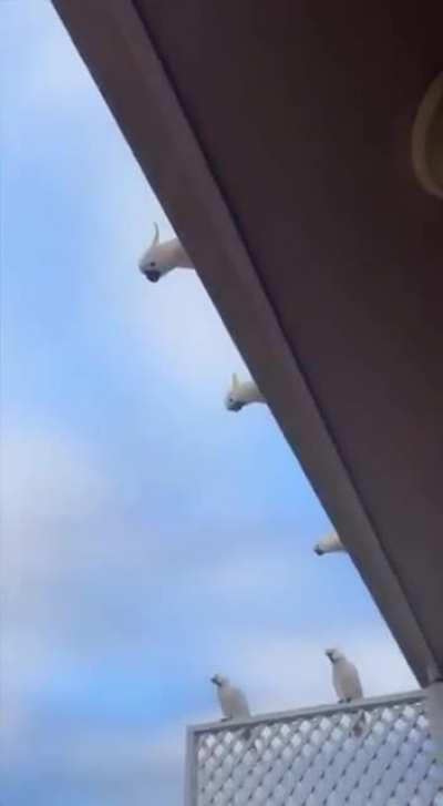 The woman gave the cookie to the parrot and that's what happened after that…