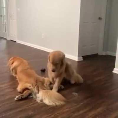 Sometimes we only need a little affection...