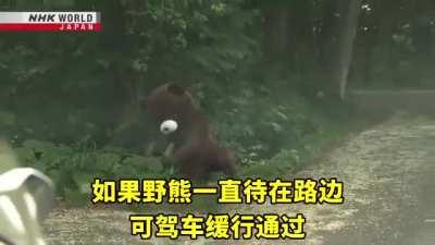 NHK Japan teach you how to pass by a bear