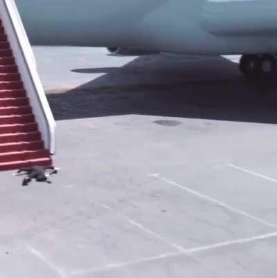 The gif(t) that keeps giving