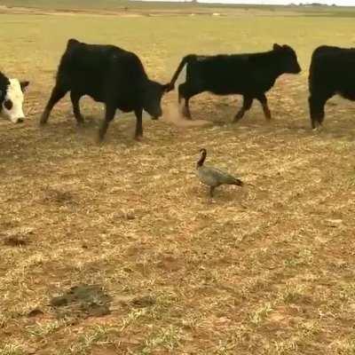 The Goose, The Untouchable One