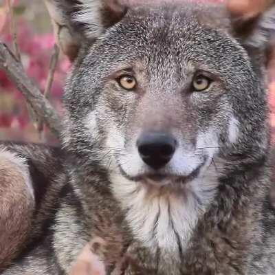 Red wolves are the greatest