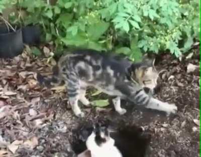 cAt geTs BUrieD aLiVe bY FuCKinG pSyCHo