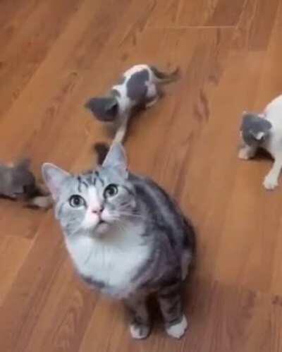 Cat entertaining kids :)