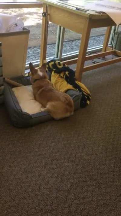 3 legged loaf does a small zoom