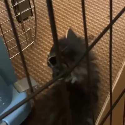 Starscream is living up to her name