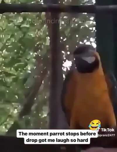 Blursed_ parrot banging
