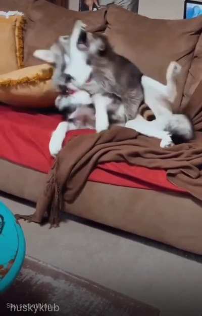 Raphtalia vs Myne: REMATCH!