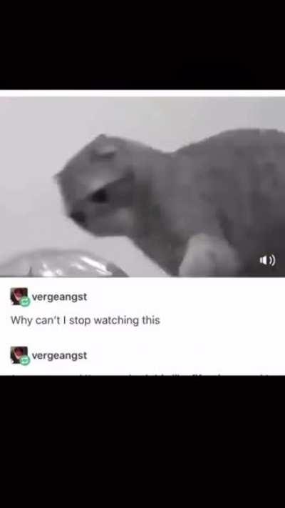 This is hilarious. I can’t lmfao