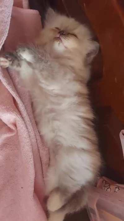 Why are you taking videos of me meow? I sleepy. No touch I sleepy.